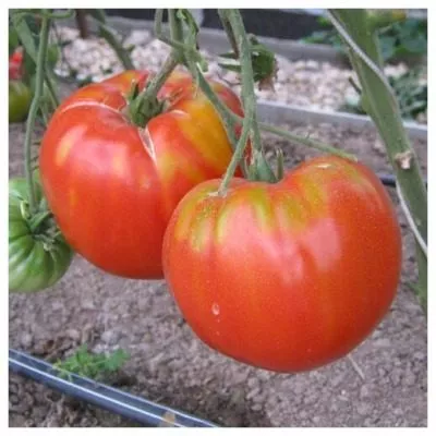 kanadskiy-velikan-6-148790