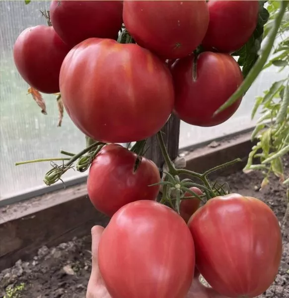 kanadskiy-velikan-main-148790