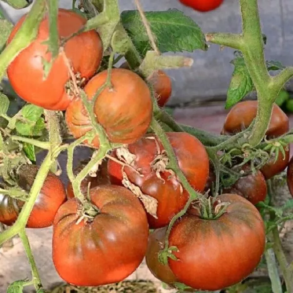 kardinal-na-solome-10-165006