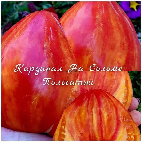 kardinal-na-solome-3-165006