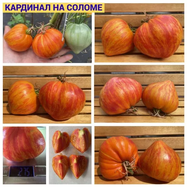 kardinal-na-solome-4-165006