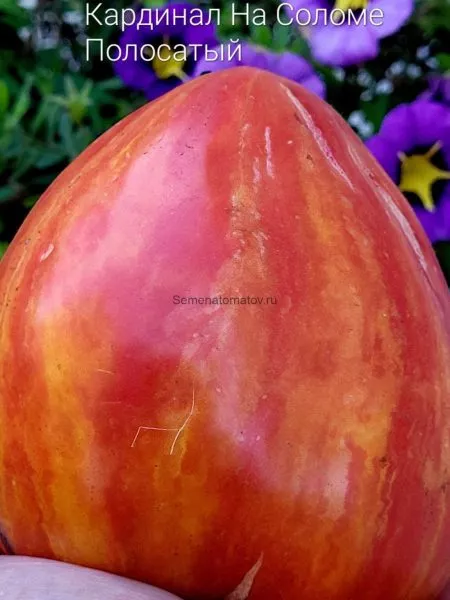 kardinal-na-solome-5-165006