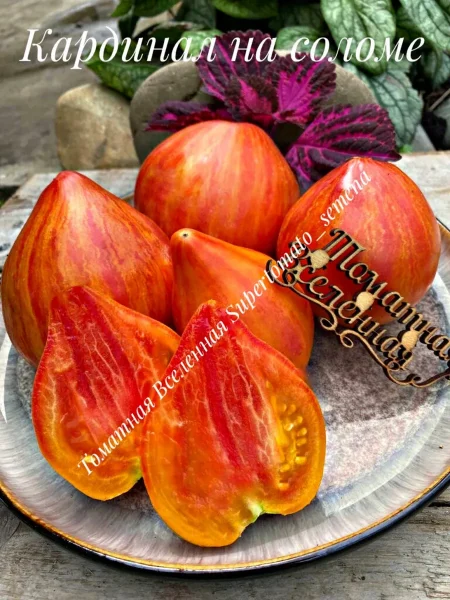 kardinal-na-solome-6-165006