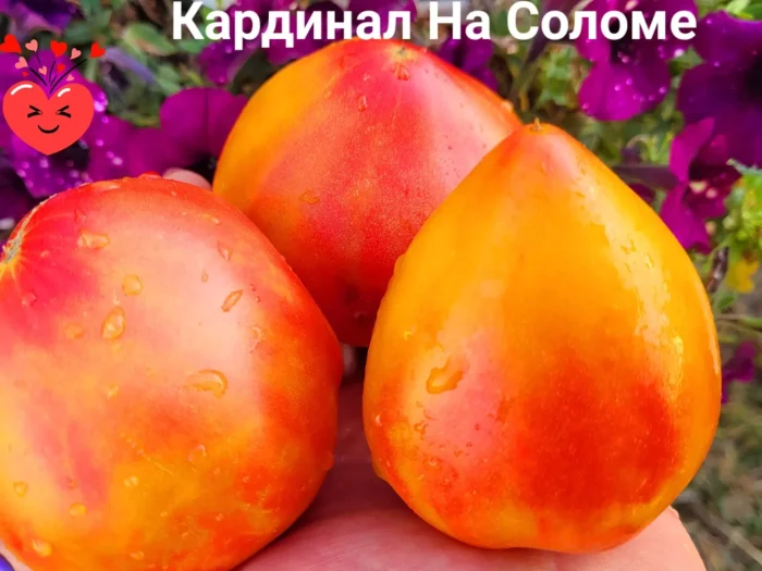 kardinal-na-solome-7-165006