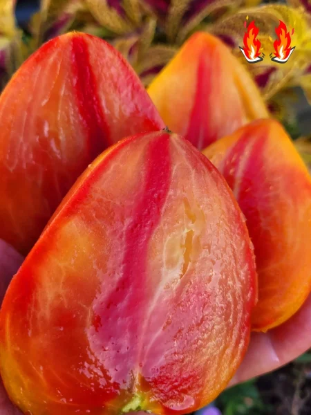 kardinal-na-solome-8-165006