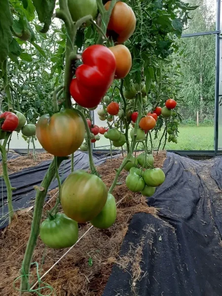 kardinal-na-solome-9-165006