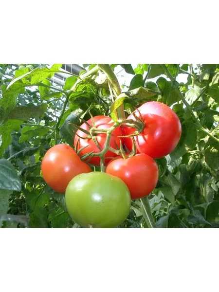 kareliya-main-155221