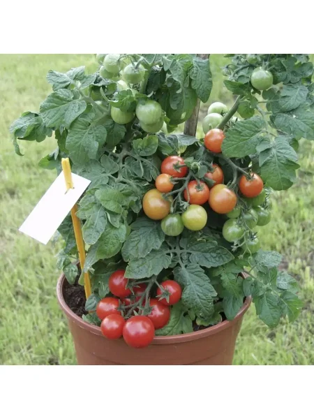 karlito-f1-granat-4-168347