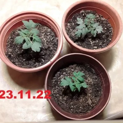 karlito-f1-granat-5-168347