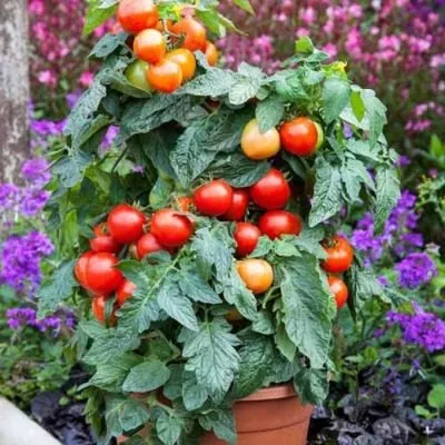 karlito-f1-granat-6-168347