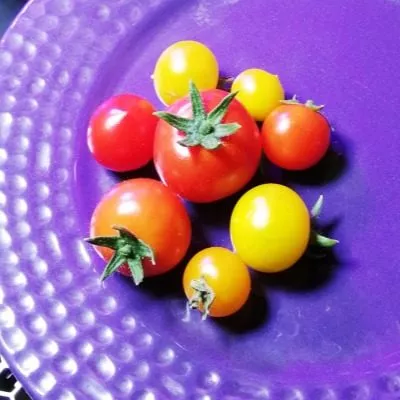 karlito-f1-granat-7-168347