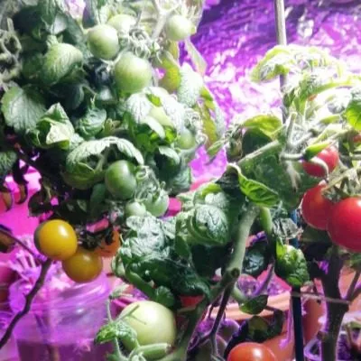 karlito-f1-granat-8-168347