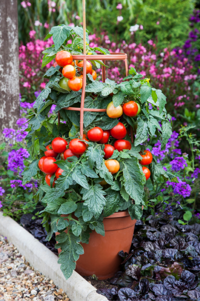 karlito-f1-granat-main-168347