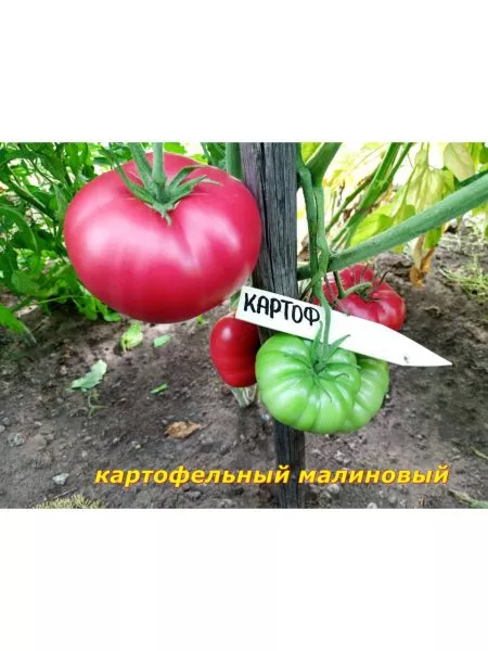 kartofelnyy-malinovyy-4-142968