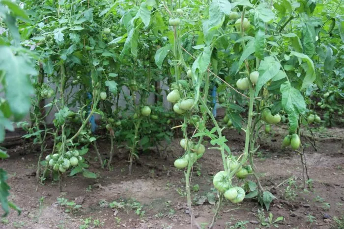 kartofelnyy-malinovyy-5-142968