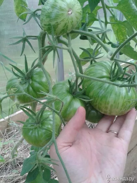 kazanskiy-mestnyy-5-143039