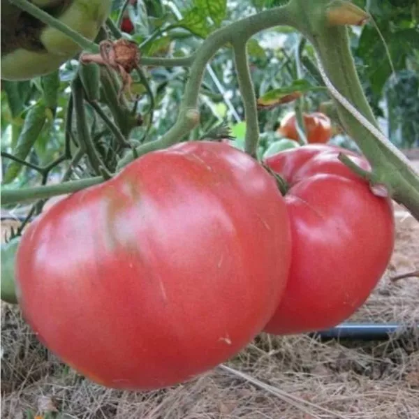 kazanskiy-mestnyy-main-143039