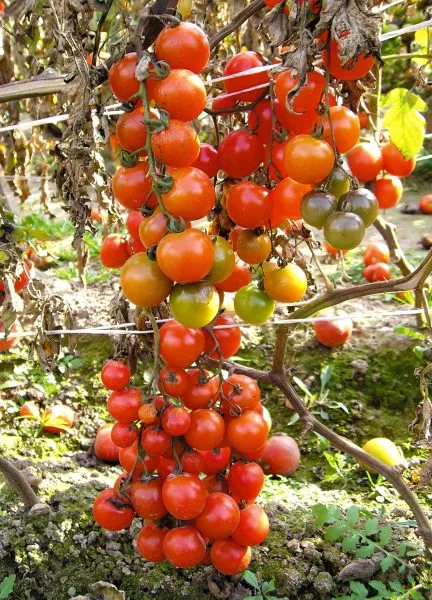 kish-mish-krasnyy-2-143441