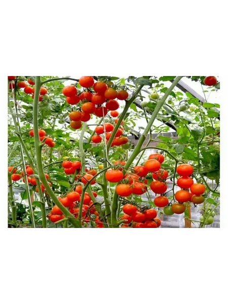 kish-mish-krasnyy-3-143441