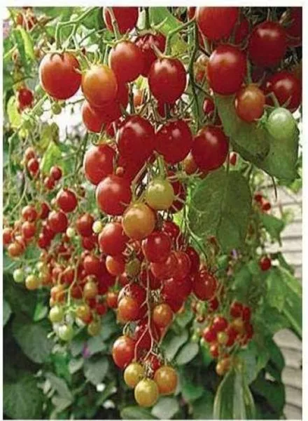 kish-mish-krasnyy-6-143441