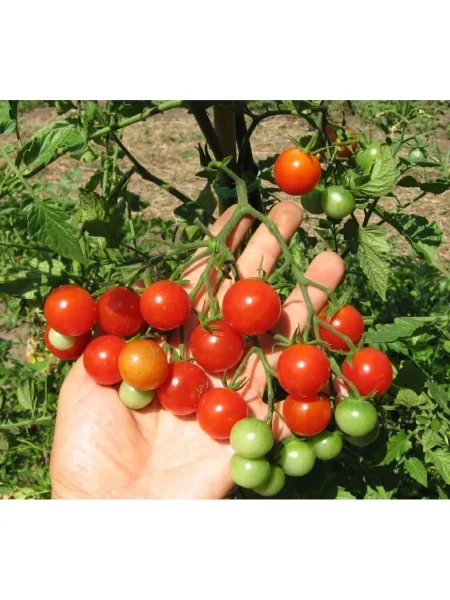 kish-mish-krasnyy-main-143441