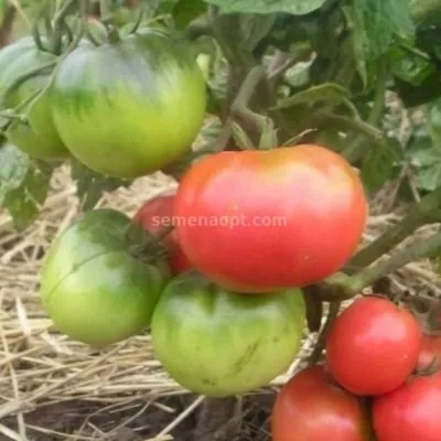 kitayskiy-rozovyy-4-154204