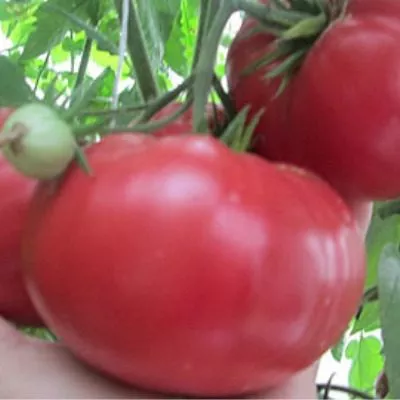 kitayskiy-rozovyy-6-154204