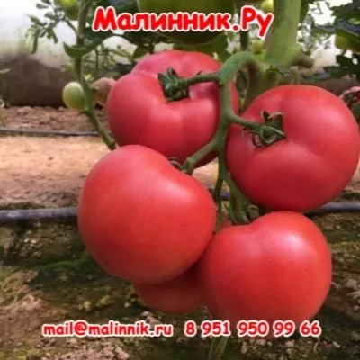 kitayskiy-rozovyy-7-154204