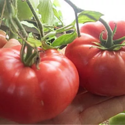 kitayskiy-rozovyy-8-154204