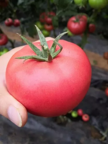 kitayskiy-rozovyy-main-154204