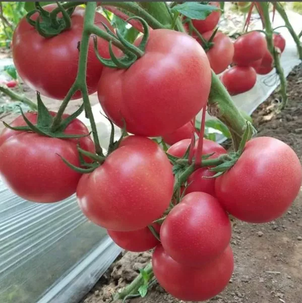 kitayskiy-suvenir-3-150862