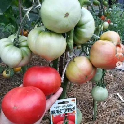 kitayskiy-zharoustoychivyy-4-150892