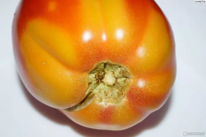 klubnichnyy-tyazheloves-4-162753