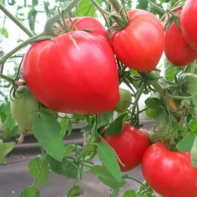 klubnichnyy-tyazheloves-5-162753