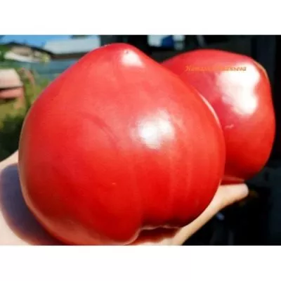 klubnichnyy-tyazheloves-7-162753