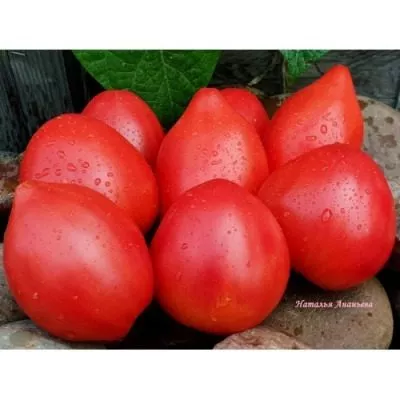 klubnichnyy-tyazheloves-8-162753