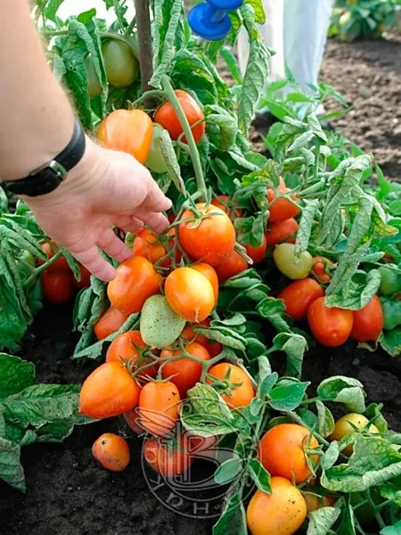 kokonat-bich-3-141108