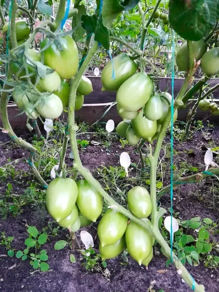 kokonat-bich-5-141108