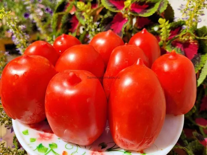 kokonat-bich-main-141108