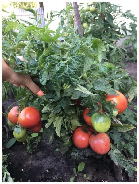 kolhoznitsa-2-148761