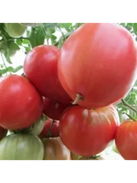 kolhoznitsa-5-148761