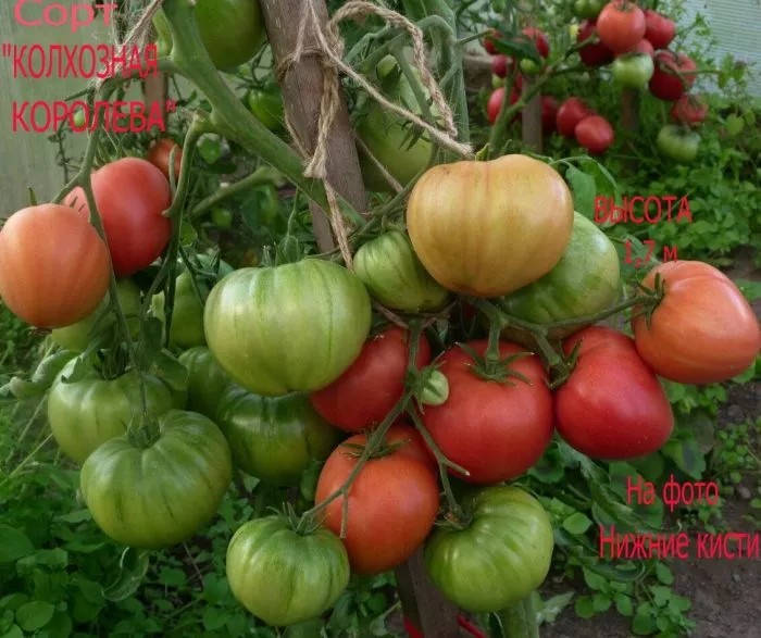 kolhoznitsa-main-148761