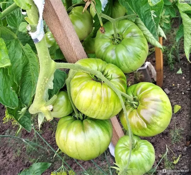 komandir-polka-1-168010