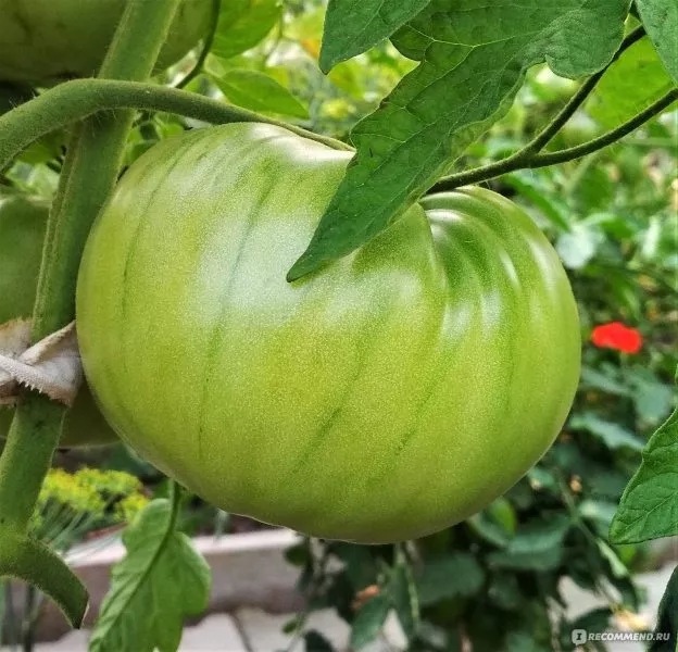 komandir-polka-4-168010