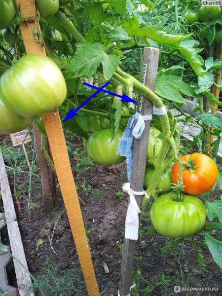 komandir-polka-5-168010