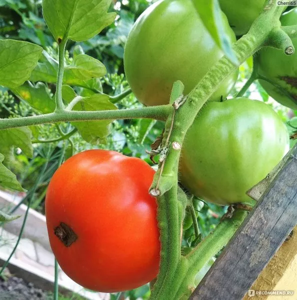 komandir-polka-6-168010