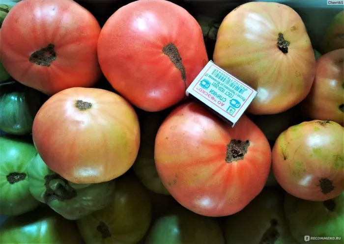 komandir-polka-main-168010