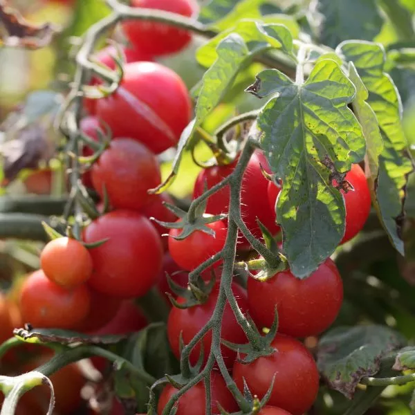 konservatto-1-150182