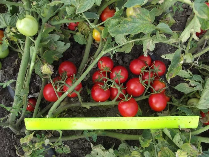 konservatto-3-150182