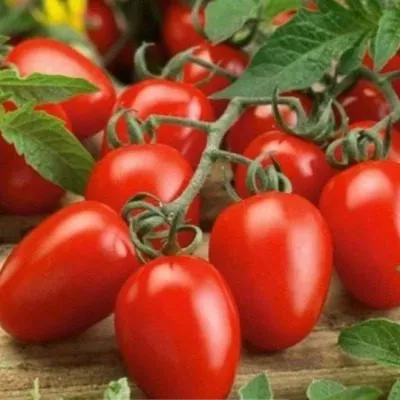 konservatto-7-150182